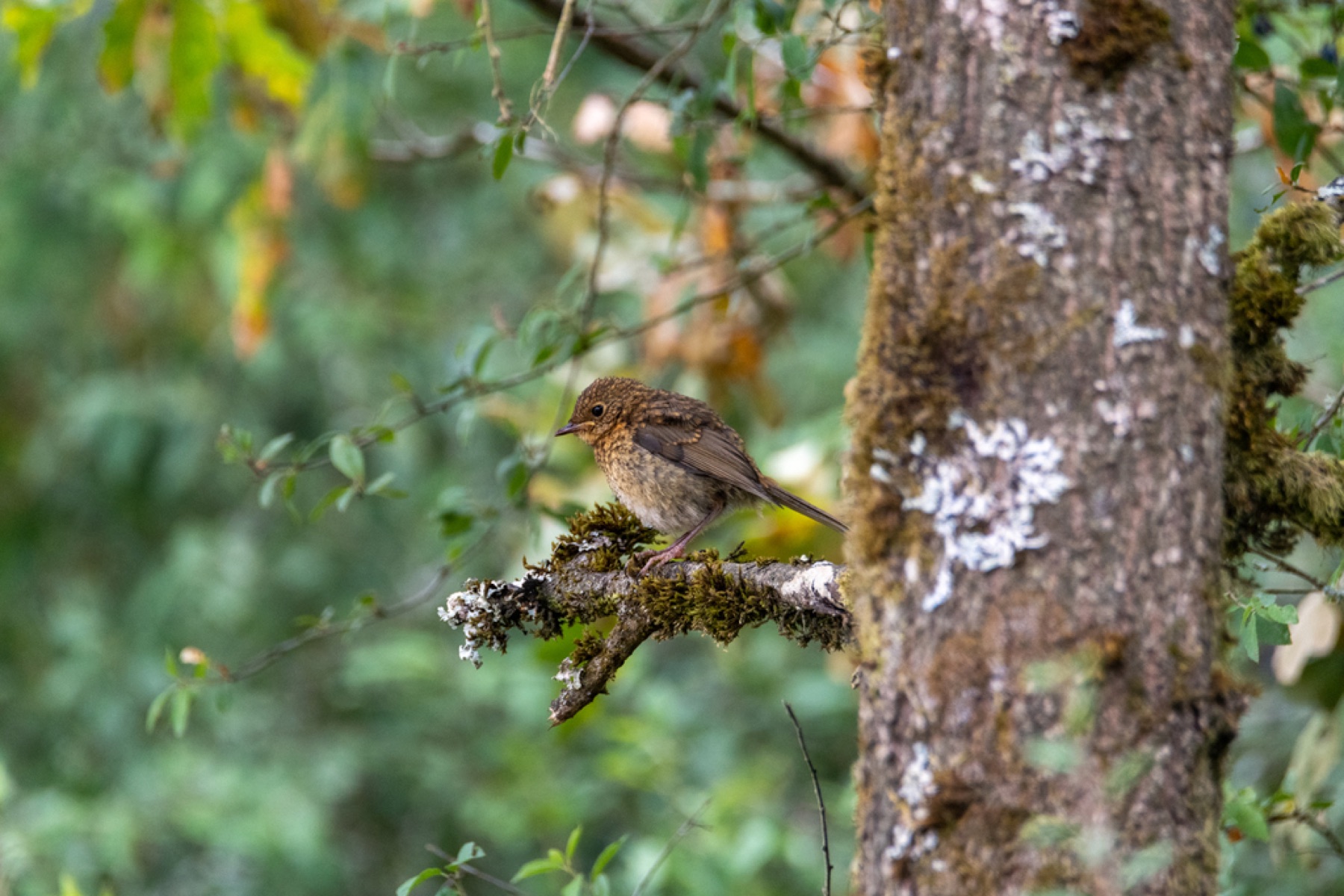 Roodborst bij Dennenbad