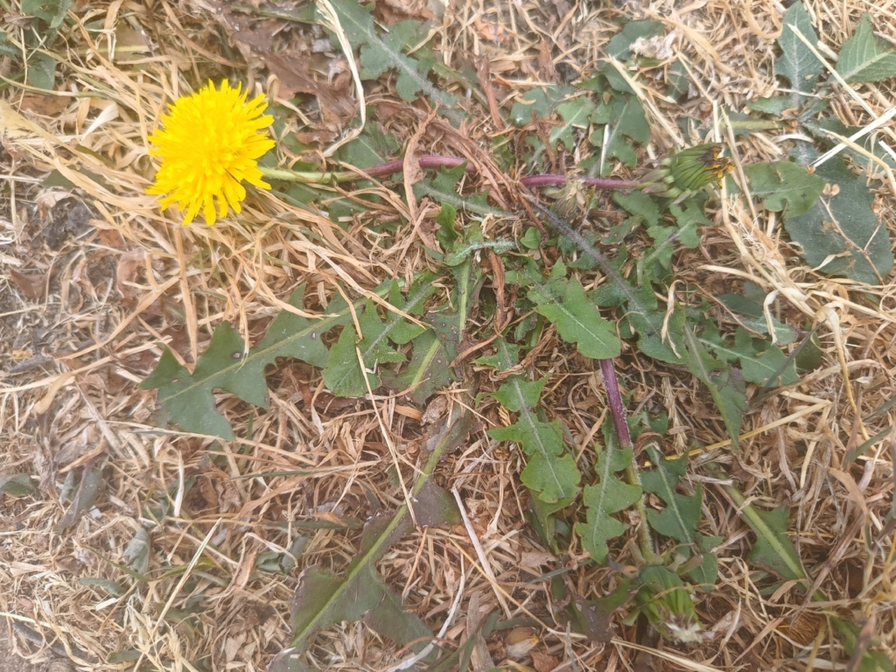 Paardenbloem