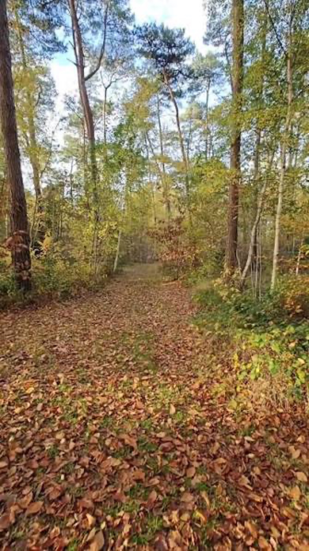 Natuurbeeld van Dennenbad 3