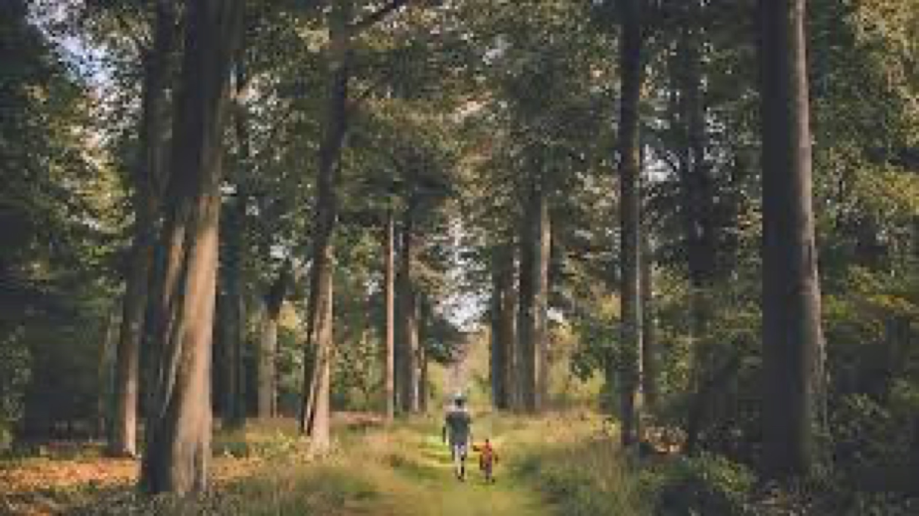 Natuurbeeld van Dennenbad 4