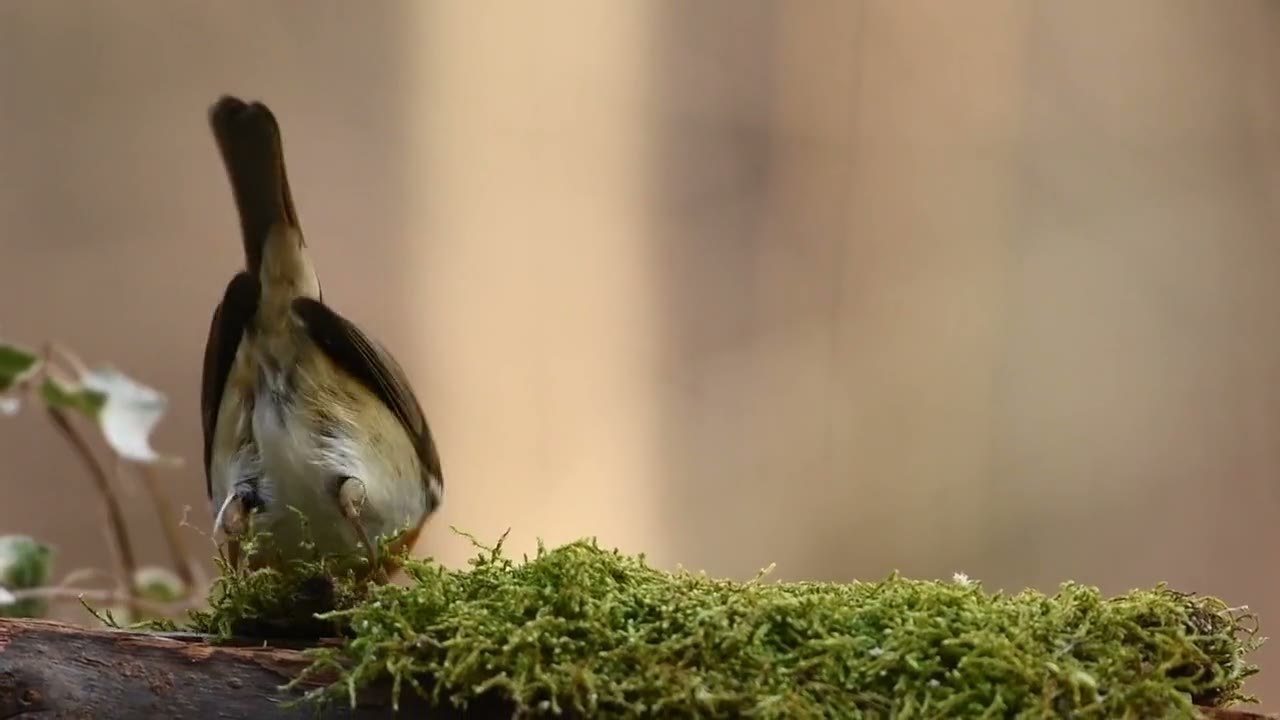 Roodborst